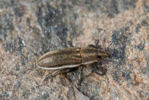 Lixoglyptus spartii
